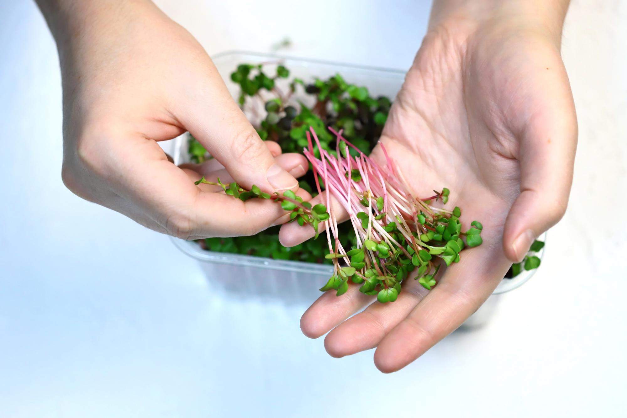 hands plating a composed salad with microgreens